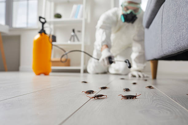 Post-Treatment Bed Bug Interceptor Monitoring in Shillington